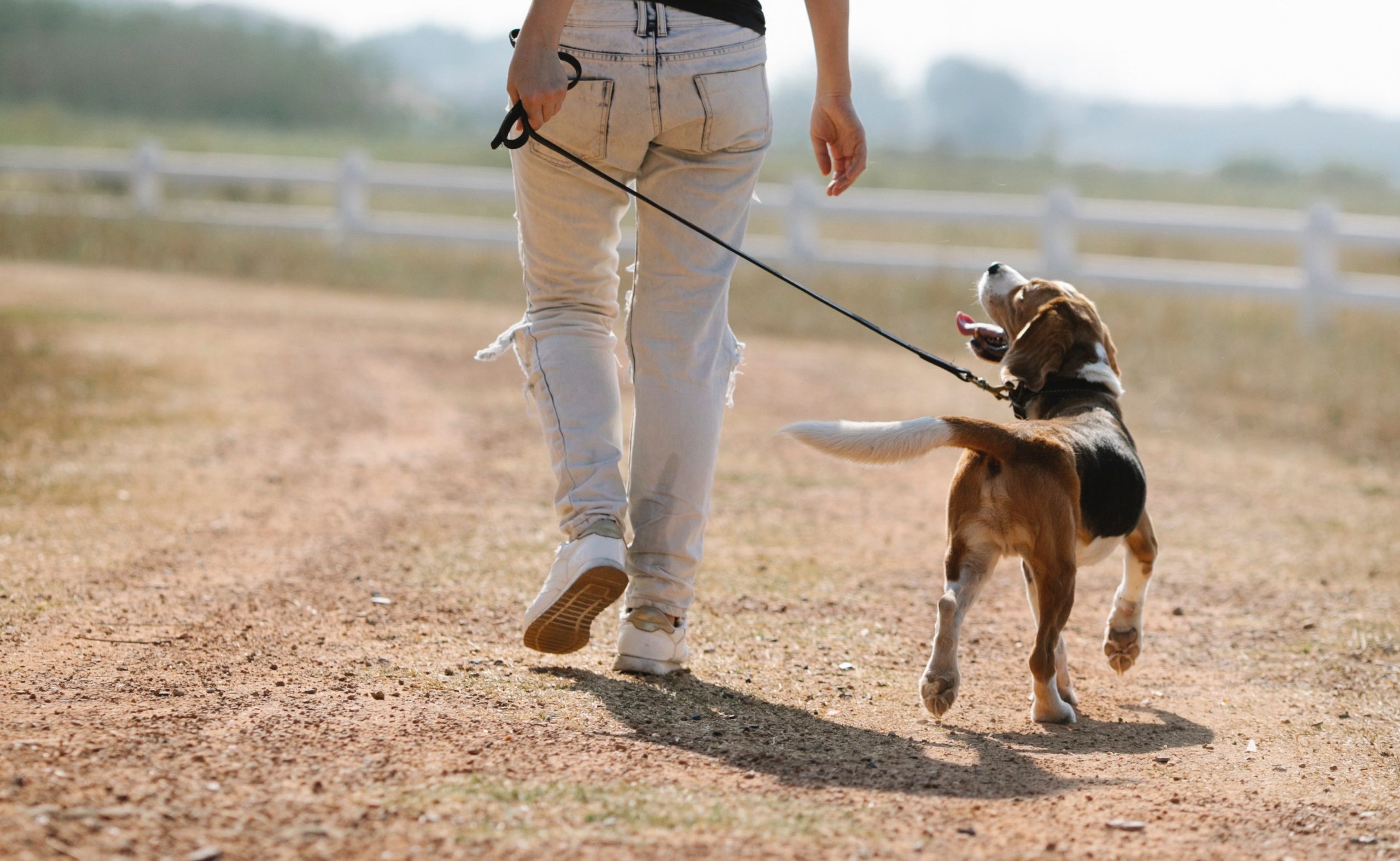 walking reactive dog